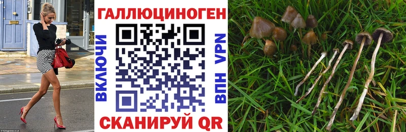kraken как зайти  мориарти клад  Галлюциногенные грибы мицелий  где купить наркоту  Южно-Сухокумск 